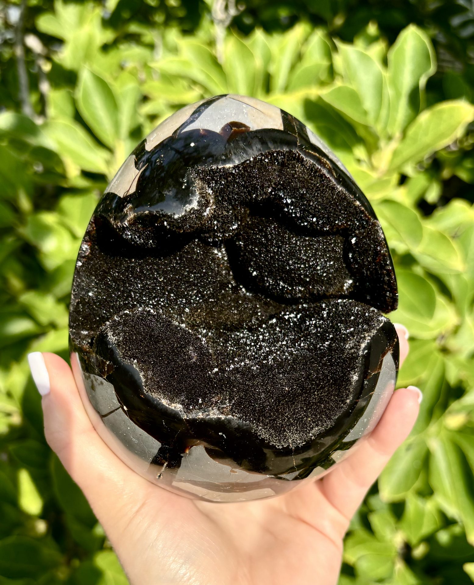 Septaria Sauvage avec socle N°9 AA+ 1982g